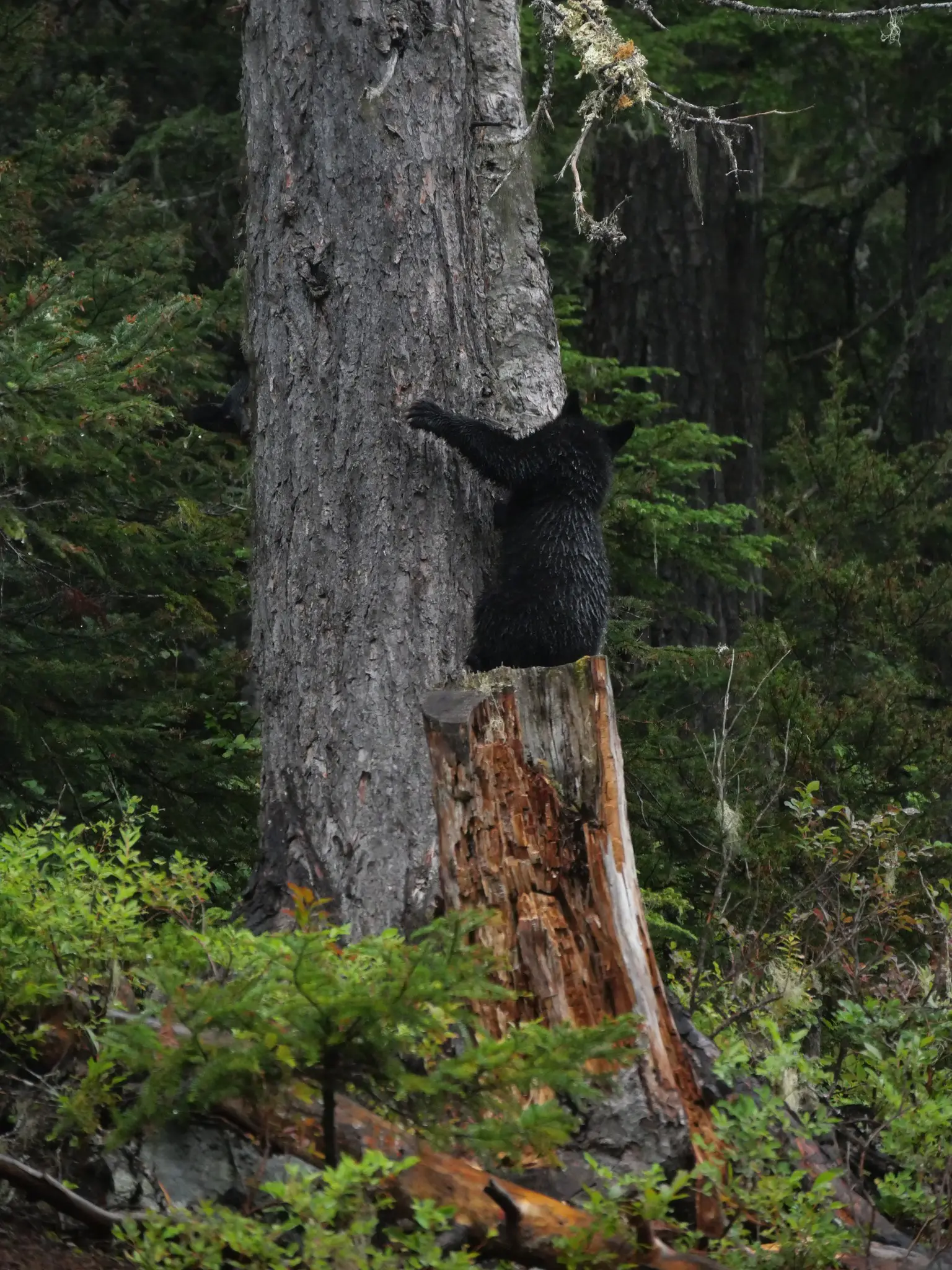 black bear cub climbing tree in lush forest