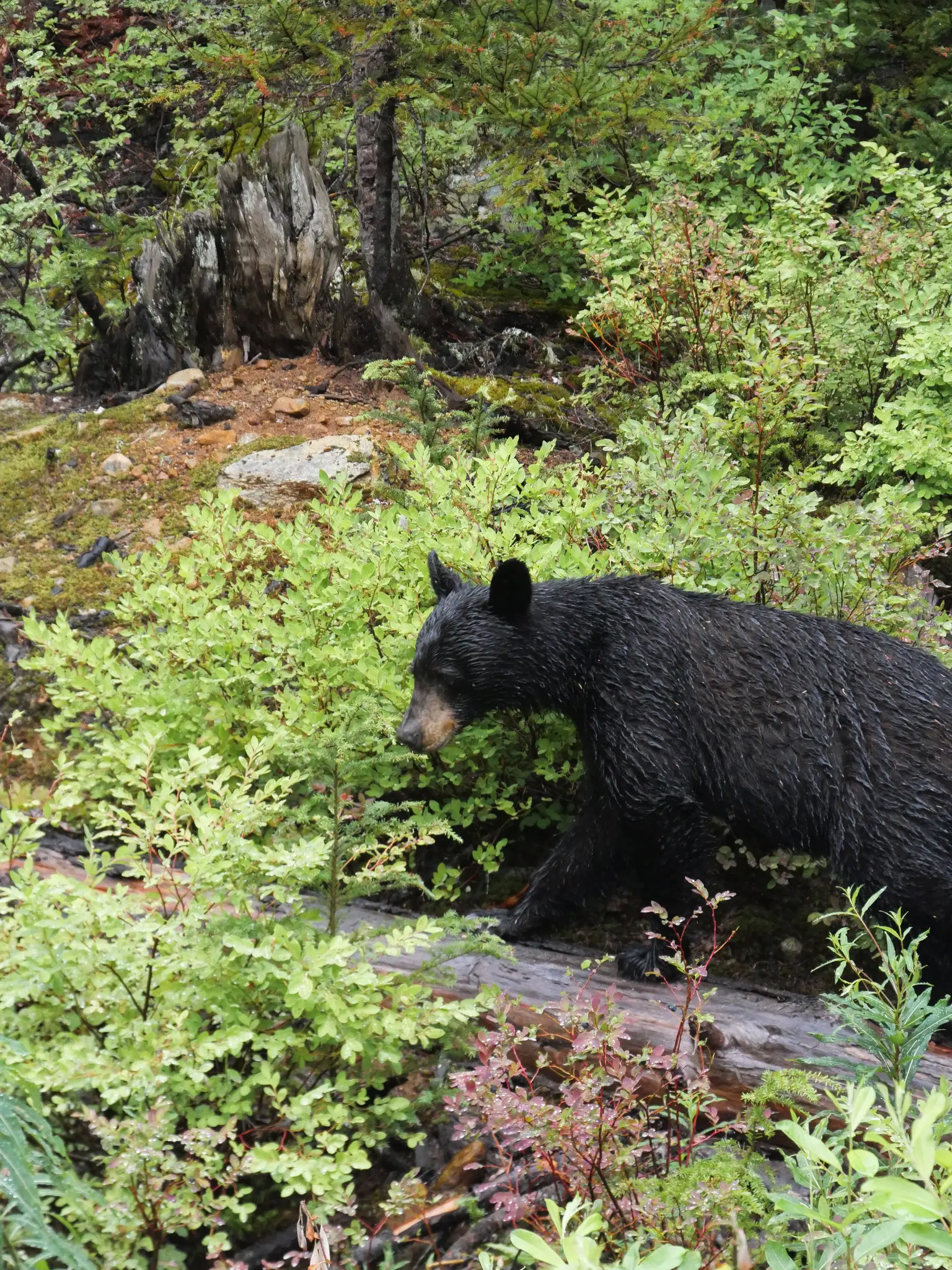 black bear walking through green forest undergrowth in Canada