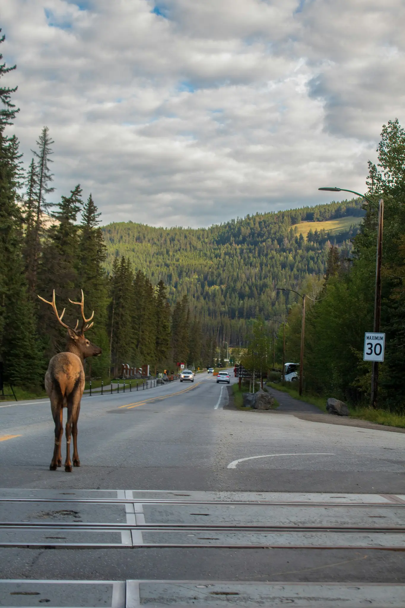 elk with antlers standing on a road in a forest