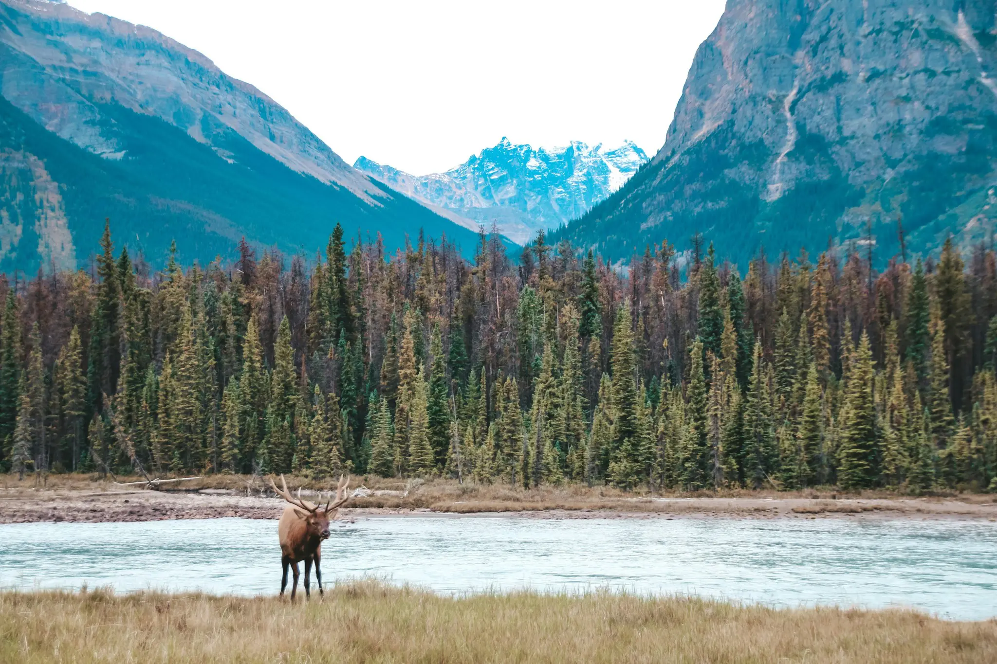 elk standing by river with forest and mountains in background