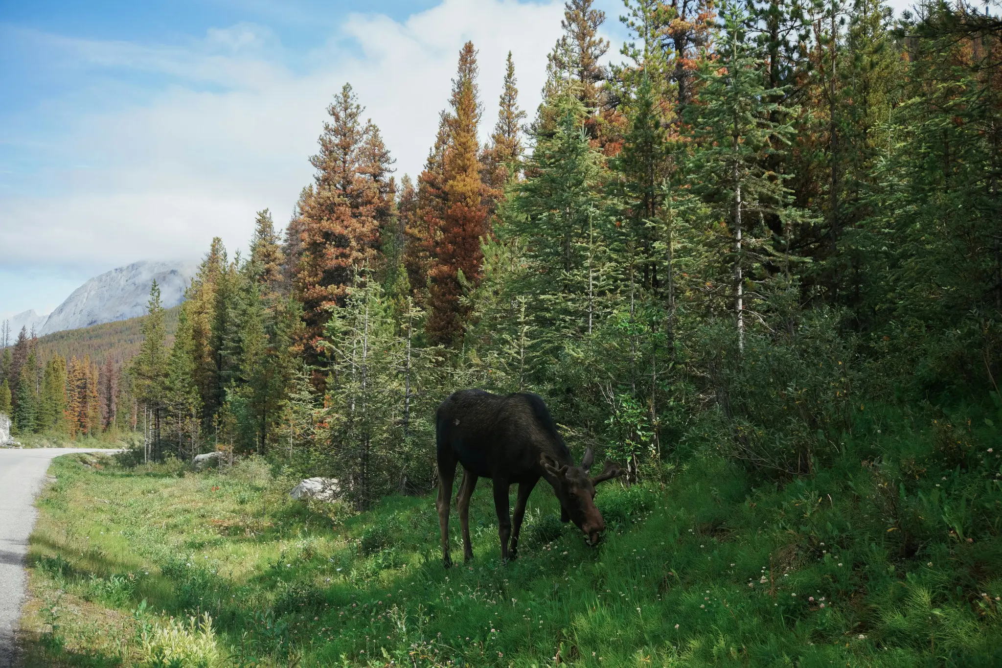 moose grazing by a forest road in the Canadian Rockies
