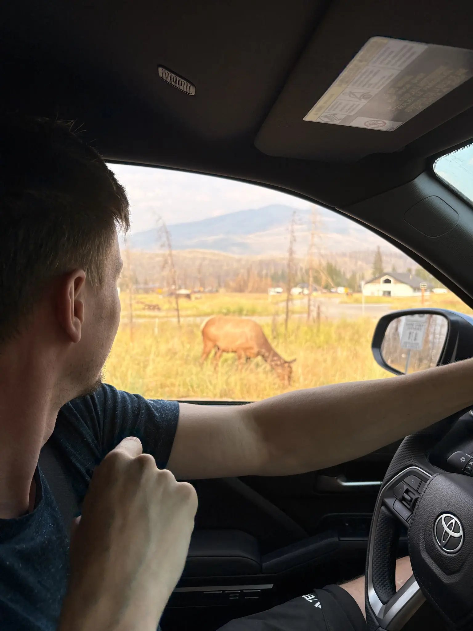man in car watching an elk in a field in Canada