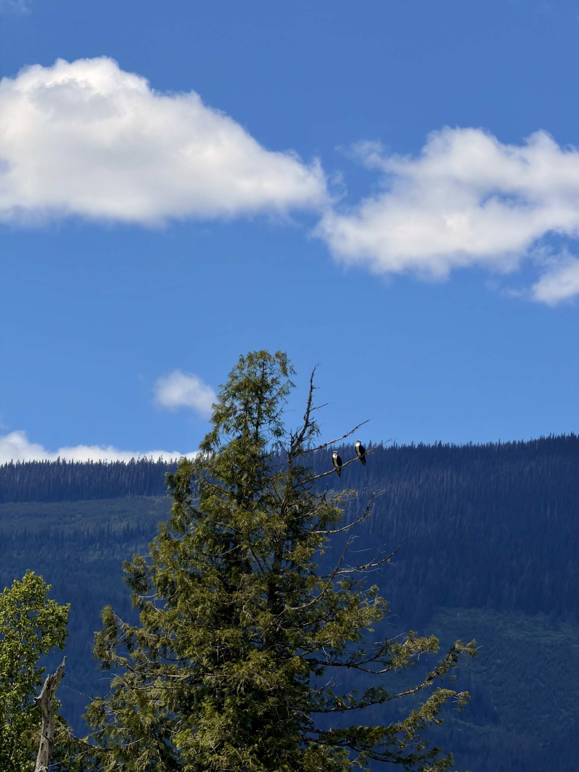 two bald eagles perched on a tall tree in a mountain landscape