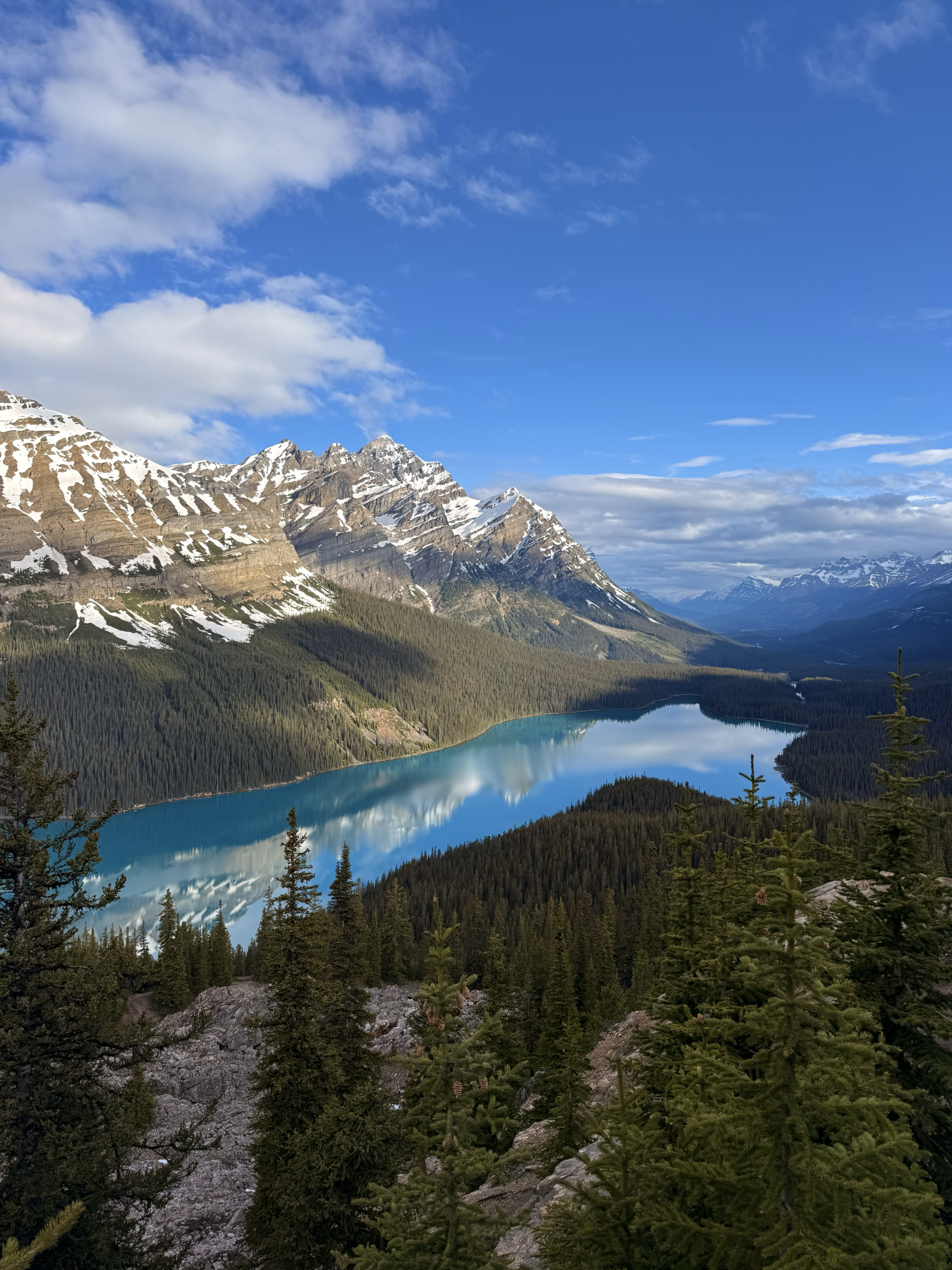 Peyto Lake with snow-capped mountains and pine forests