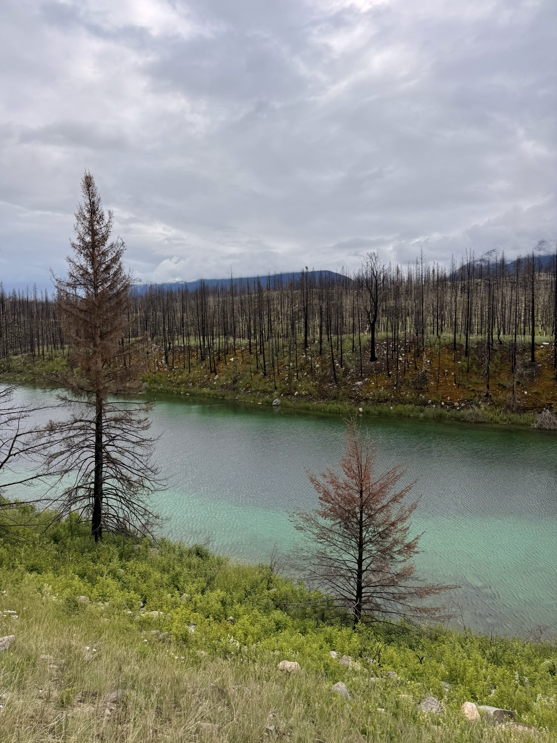 turquoise lake with burnt forest and green regrowth in Canada