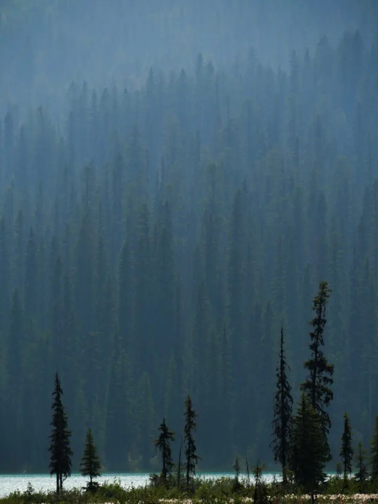 misty forest and lake in Canada