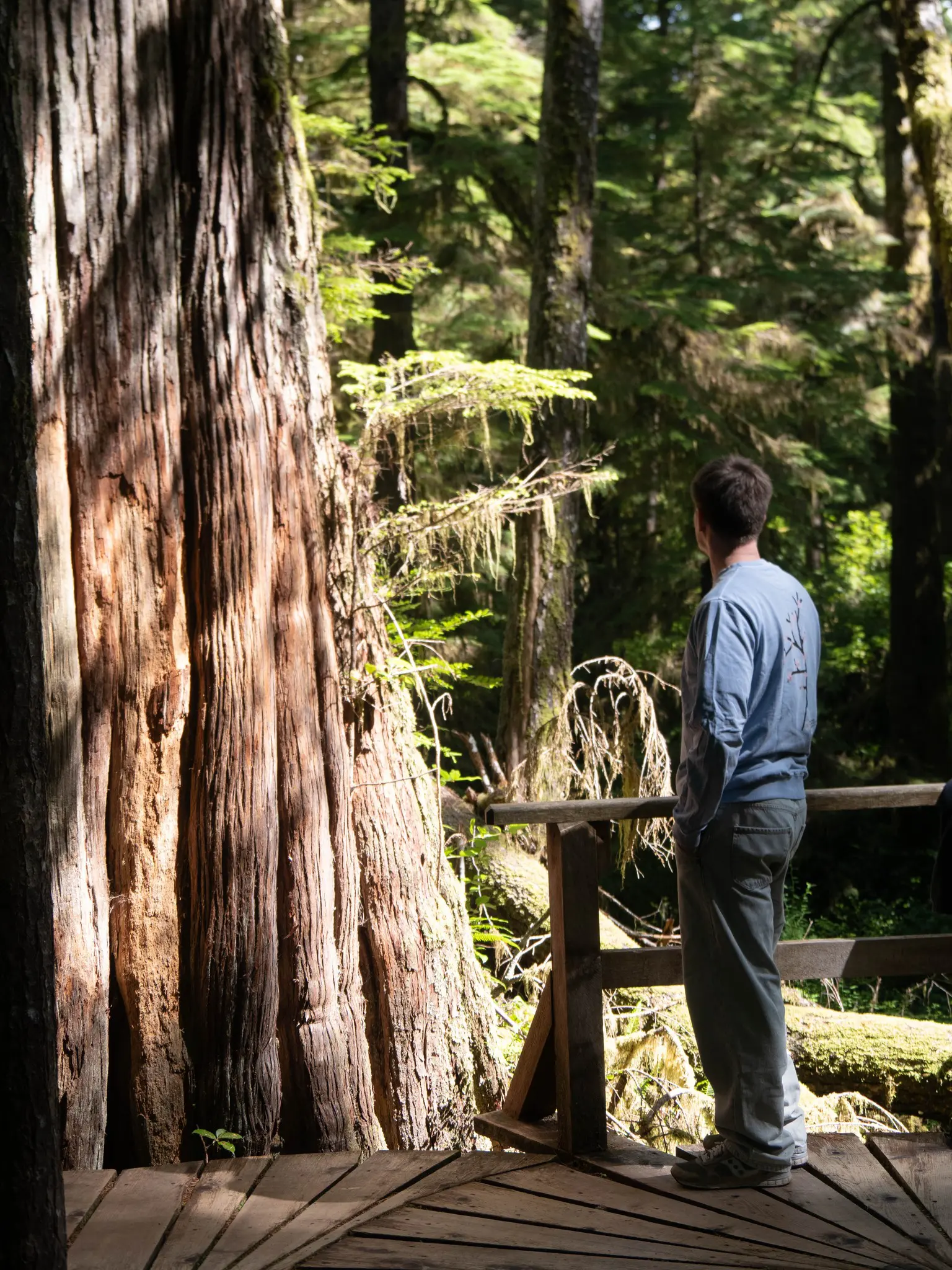 man on boardwalk looking at giant trees in Canadian forest