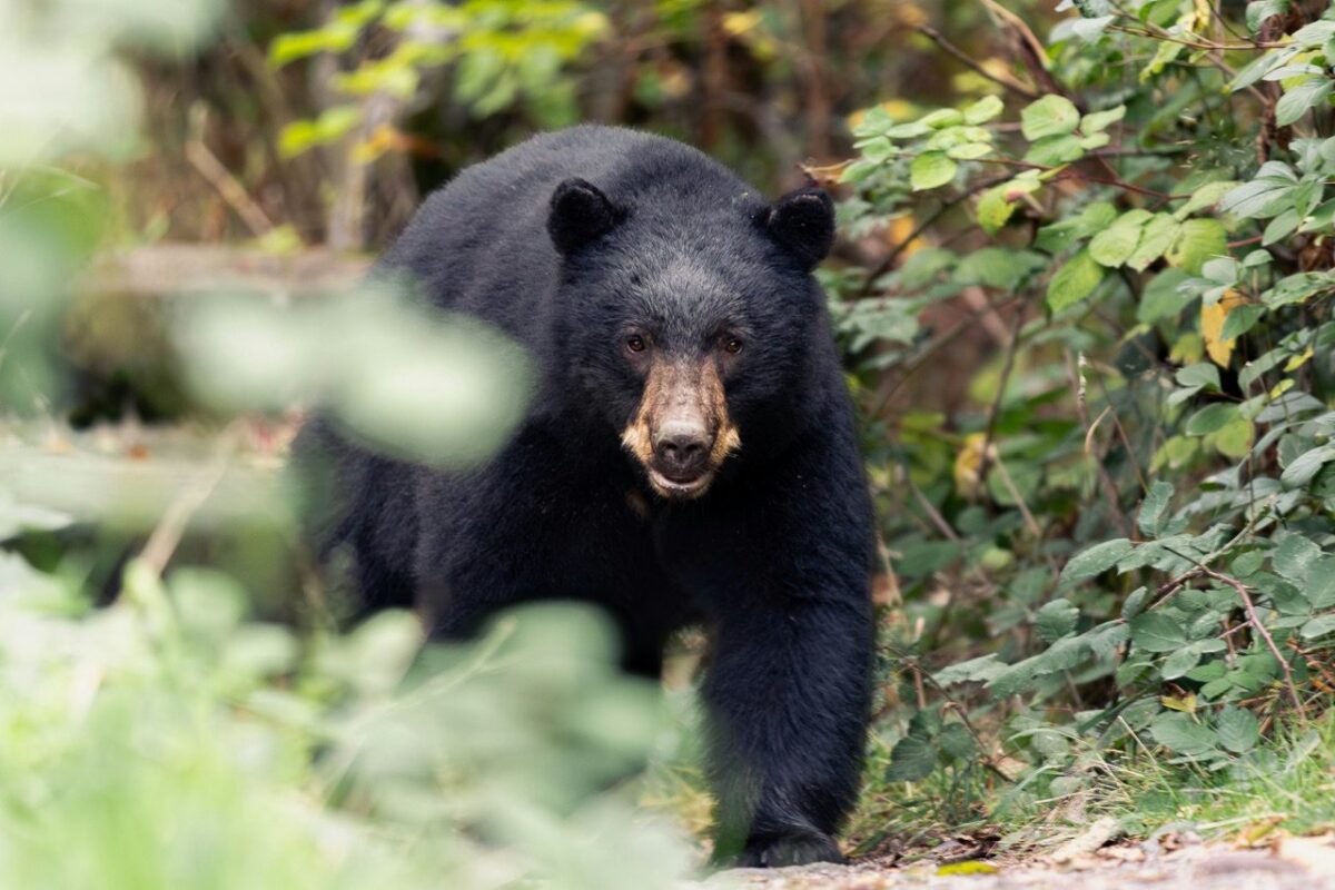 Bear in a forest, Canada